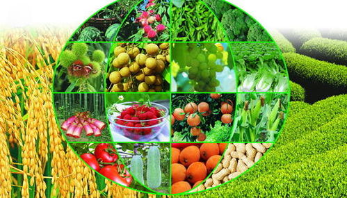 工廠停產(chǎn)下的農(nóng)業(yè)機(jī)遇 蔬菜產(chǎn)業(yè)能否迎來(lái)大發(fā)展？