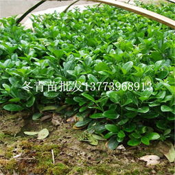 一站式采購(gòu)指南 綠化苗木冬青樹苗批發(fā)與市場(chǎng)行情解析