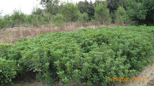 農(nóng)苗網(wǎng) 一站式綠化苗木采購(gòu)平臺(tái)，海桐球、海棠球工程苗指導(dǎo)價(jià)與廠商盡在掌握