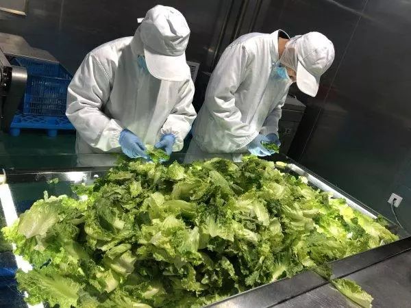 振興動(dòng)態(tài) | 新品種引領(lǐng)餐桌革命，萬(wàn)科農(nóng)業(yè)以即食蔬菜打開市場(chǎng)新藍(lán)海